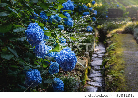 Hydrangea flowering on the approach 33811813
