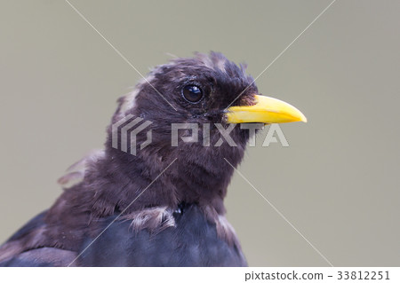 Alpine Chough (Pyrrhocorax graculus) 33812251