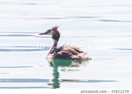 Great crested grebe (Podiceps cristatus) 33812278