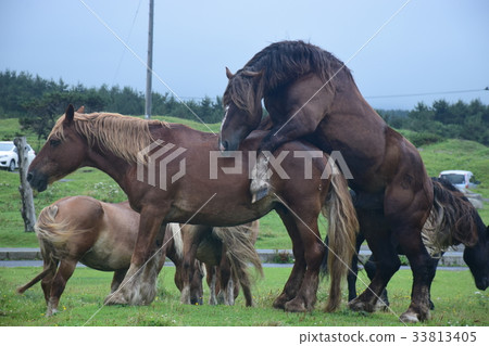 Japan Aomori Assiyazaki Sacryo Horse Mating 33813405