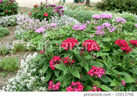 五硫化二磷 五硫化二磷 33813706