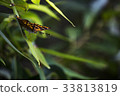 Komurasaki 33813819