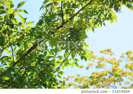 阿克維水果 33814804