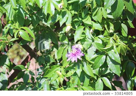 西番蓮花 33814805