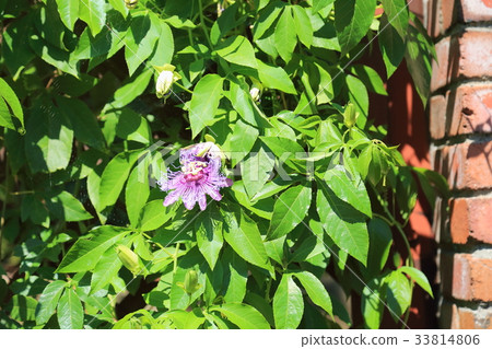 Passionflower flowers Passionflower flowers 33814806