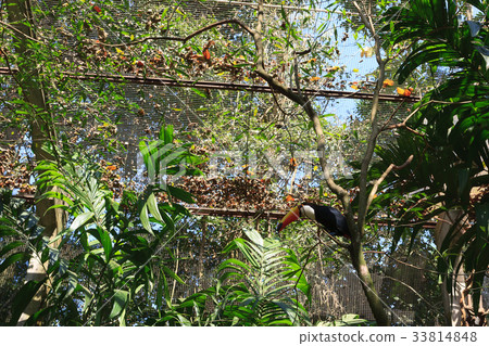 Toucan bird on the nature in Foz do Iguazu, Brazil 33814848