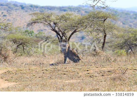 Cheetah close up from South Africa 33814859