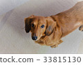 Miniature Dachshund Brown 33815130