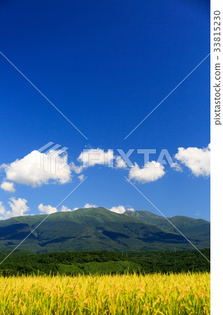 Mt Chokai And Rice Stock Photo