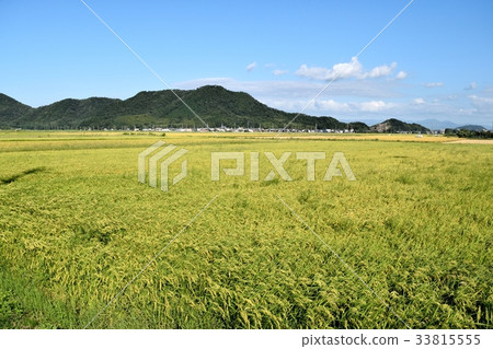 Rice field Rice field 33815555