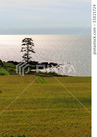 Paddy near the shore 33815724