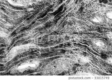 old wood texture 33815749