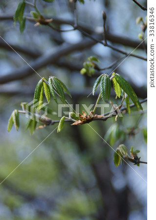 滴眼樹Megusurinoki花語是“控制” 33816346