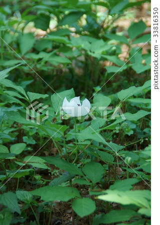 Yamayaku Yakusyaku yamashakuyaku flower language is "shameful" 33816350