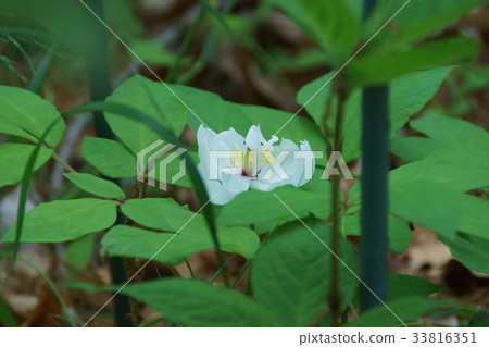 Yamayaku Yakusyaku yamashakuyaku flower language is "shameful" 33816351