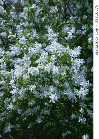 Toshi Ume Rikyu Bai flower language is "discreet beauty" 33816376