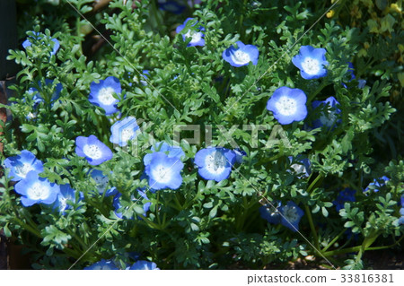猩紅色蔓藤花紋nemophila花語言“無處不在” 33816381