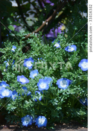 Scarlet arabesque nemophila flower language is "success everywhere" Scarlet arabesque nemophila flower language is "success everywhere" 33816382