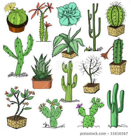 home cactus plants with prickles and nature home cactus plants with prickles and nature 33816567