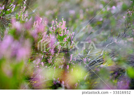 Detail of a flowering heather plant 33816932