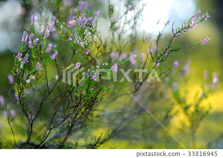 Detail of a flowering heather plant 33816945