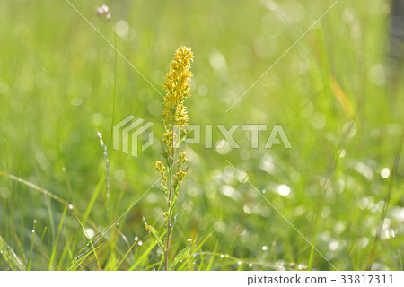 在Senjogahara開花的太陽開花的Akeno Kirin 在Senjogahara開花的太陽開花的Akeno Kirin 33817311