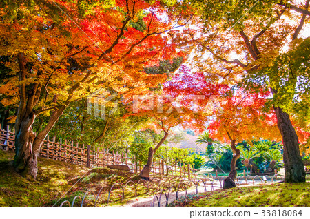 Autumn leaves in Okayama castle park, Japan Autumn leaves in Okayama castle park, Japan 33818084