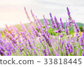 Beautiful purple lavender flowers on Oishi Park 33818445