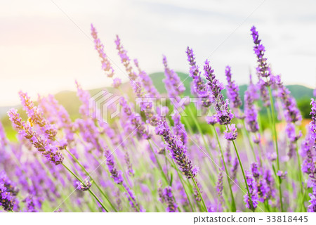 Beautiful purple lavender flowers on Oishi Park 33818445
