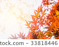 Abstract blur of Red Maple leaf in Autumn 33818446