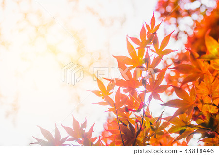 Abstract blur of Red Maple leaf in Autumn Abstract blur of Red Maple leaf in Autumn 33818446