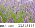 Soft focus of beautiful purple lavender field 33818448
