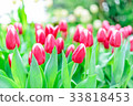 Fresh red tulip flowers in park with green bokeh 33818453