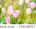 Fresh pink tulip flowers in park 33818457