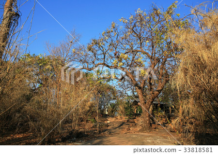 footpath with dry trees to forest footpath with dry trees to forest 33818581