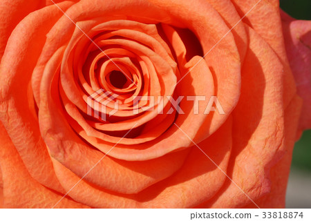 Red Rose Red Rose 33818874