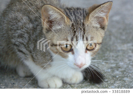 kitten 33818889