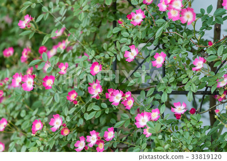 Single-flowered pink vine mini roses 33819120