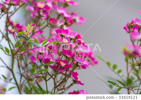 單花粉紅色藤蔓迷你玫瑰 單花粉紅色藤蔓迷你玫瑰 33819121