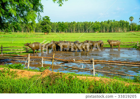 Buffaloes covered with mud on rice farm 33819205