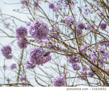 Jacaranda tree with lilac blossom Jacaranda tree with lilac blossom 33820682