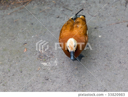 Ruddy shelduck standing outdoor Ruddy shelduck standing outdoor 33820983