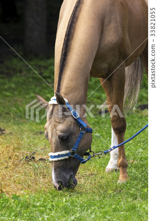 Beautiful grazing horse Beautiful grazing horse 33821055