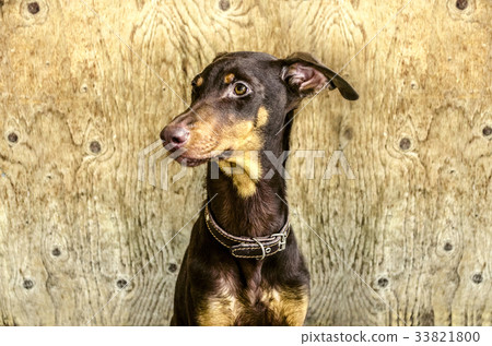 Young brown Doberman sits at the door Young brown Doberman sits at the door 33821800