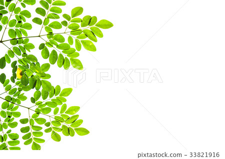 Green leaves on white background. Copy space. 33821916