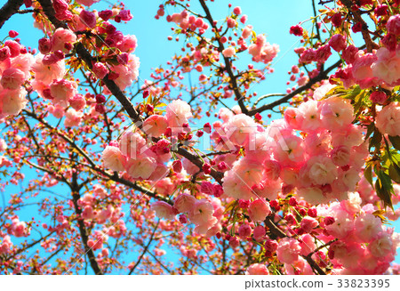Double-flowered cherry blossoms of Kawaguchi five color cherry blossoms research road 33823395