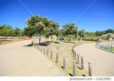 初秋的公園 初秋的公園 33823965