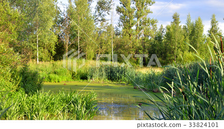 Swamp with thickets of sedge. 33824101