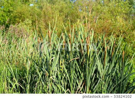 Green leaves of sedge. 33824102