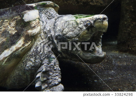 Dangerous creature crocodile turtle Dangerous creature crocodile turtle 33824298